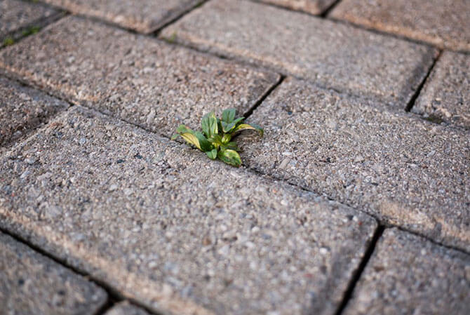 Weed growing through patio stone